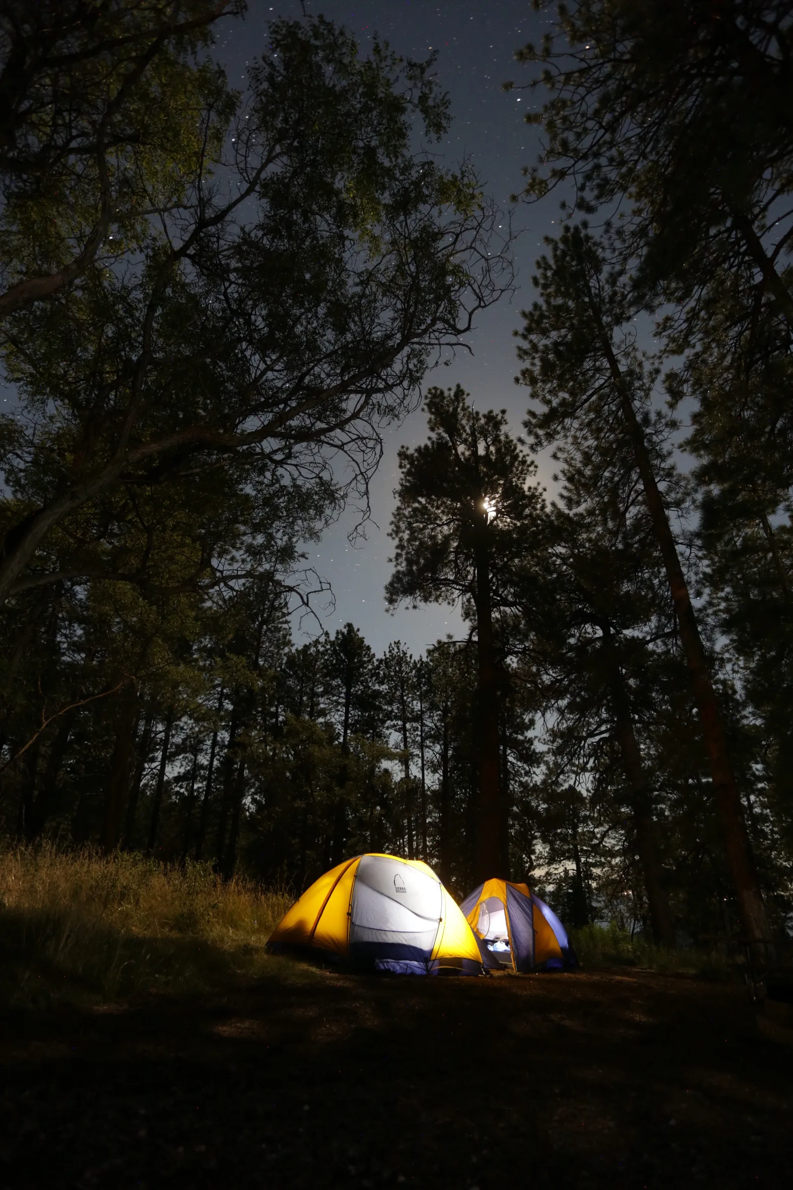 Tent glowing at night among tall trees